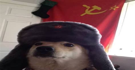 Russian Doge : dogecoin