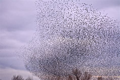 Murmuration of Starlings | Smithsonian Photo Contest | Smithsonian Magazine