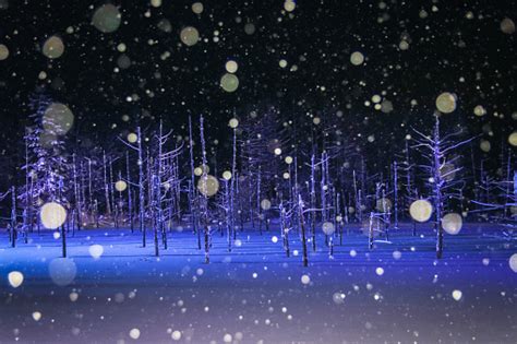 Blue Pond Illumination In Winter Stock Photo - Download Image Now - Shirogane Blue Pond ...