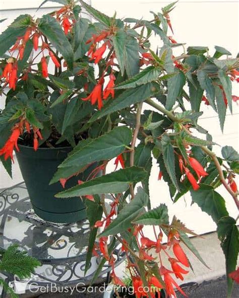 How To Overwinter Begonias Indoors (3 Easy Ways!) - Get Busy Gardening