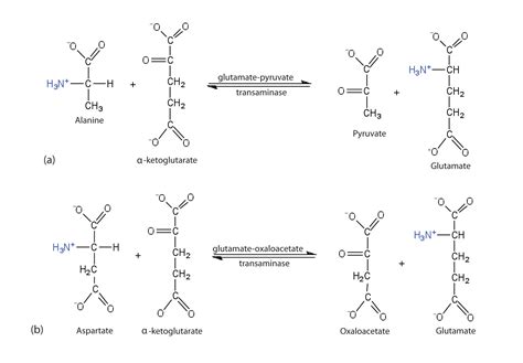 20.7 Stage II of Protein Catabolism | The Basics of General, Organic, and Biological Chemistry