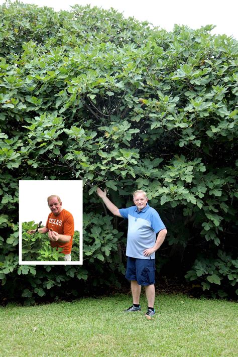 Yes! You Can Grow Figs In North Texas - Dallas County Master Gardeners ...