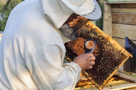 Beekeeping equipment - PerfectBee