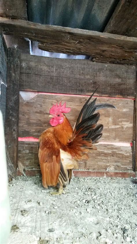 Serama Kuala Bator: Ayam serama jantan warna oren terang...