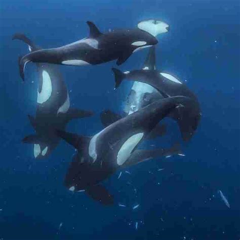 Family Pod of Orcas Engage in Gentle Ballet Devouring Herring in Norway ...