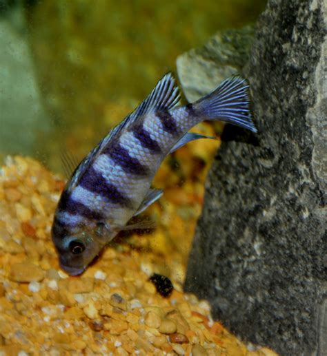 Deb's CICHLIDS: AFRICAN MBUNA CICHLIDS