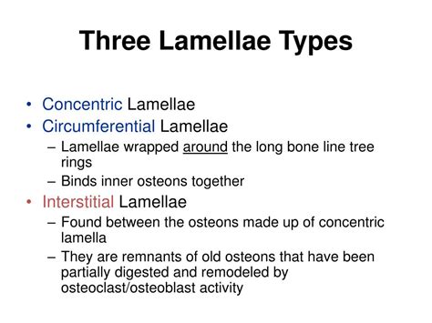 PPT - Osseous Tissue and Bone Structure PowerPoint Presentation, free download - ID:2353722