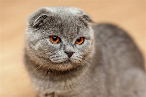 8 Stunning Cat Breeds