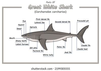 Great White Shark Digestive System