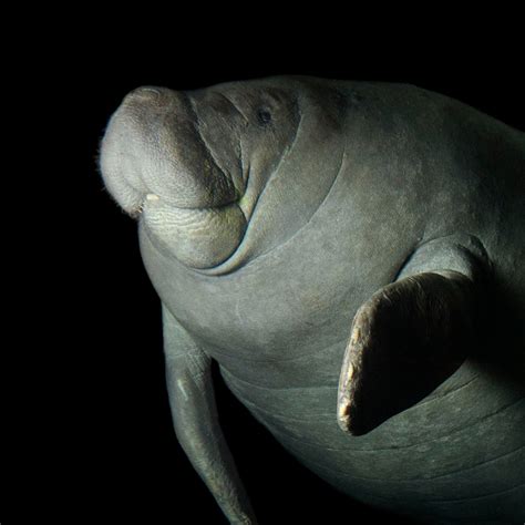 Manatees | National Geographic