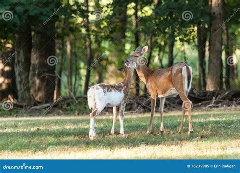 Whitetail Deer Doe and Fawn Stock Image - Image of pattern, outside ...