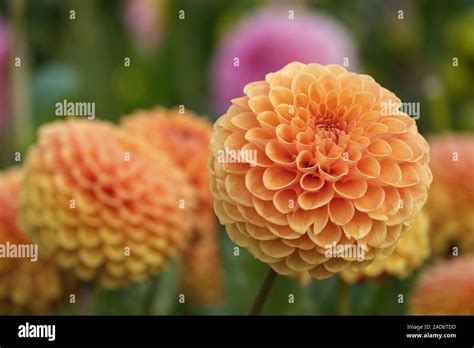 Pompon-Dahlia (Dahlia Stock Photo - Alamy