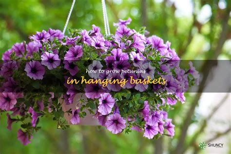 Gorgeous Petunias In Hanging Baskets – A Guide To Growing And Caring ...