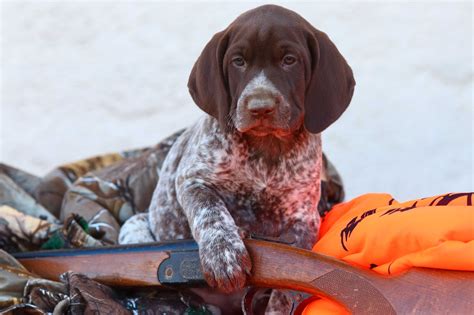 Are German Shorthaired Pointer Good Dogs