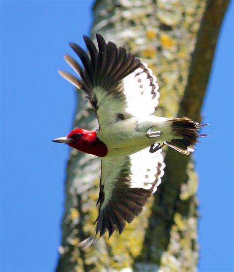 red-headed woodpecker — Friday Feathered Feature — Madison Audubon