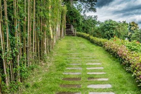 Why You Should Have a Japanese Hedge Bamboo in Your Garden