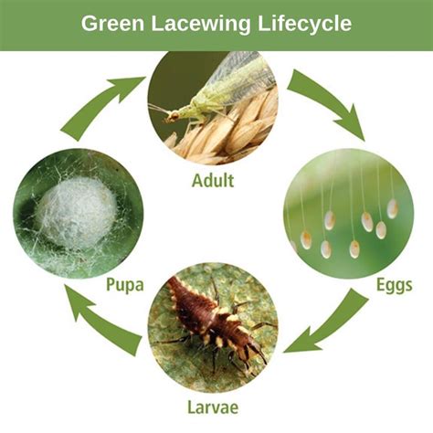 fungus gnat life cycle uk - Would Be Of Great Day-By-Day Account Gallery Of Images