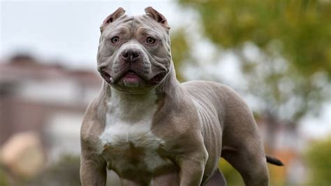 Thousands of XL bully dogs granted exemption from upcoming ban | UK News | Sky News