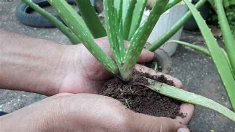 Aloe Vera Plant Propagation - YouTube