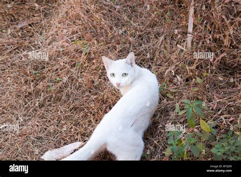 A wild cat hunting Stock Photo - Alamy