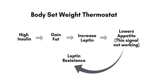 Leptin Resistance | Symptoms, Causes, Treatment, & Reversal