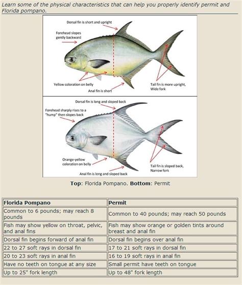 Identifying Permit VS Pompano - Fishbites | Pompano, Saltwater fishing, Salt water fishing