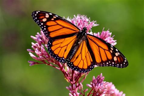 Spiritual Meaning & Symbolism Of Monarch Butterflies