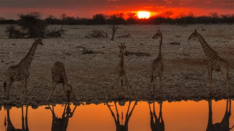 Etosha National Park, Namibia: Ultimate Visitor's Guide