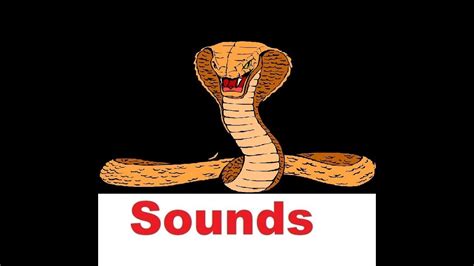 Snake Hiss Sound Effects All Sounds Youtube