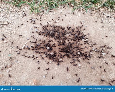 Swarm or army of ants stock image. Image of army, invertebrate - 258447935