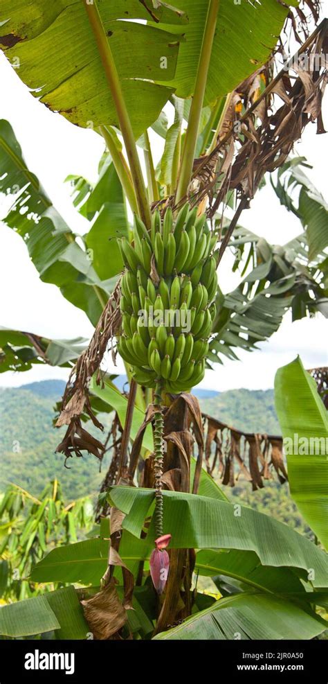 Wild banana shrub with flower, Musa acuminata Stock Photo - Alamy