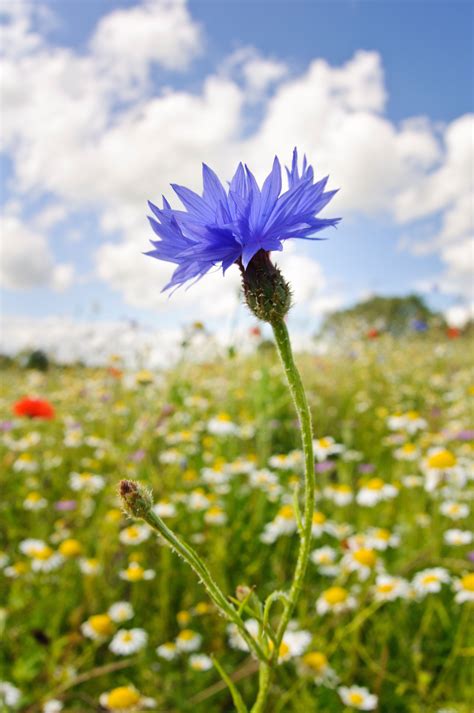 A simple guide to the wildflowers of Britain in 2020 | Wild flowers ...