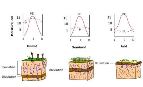 Soils: Soil Profiles