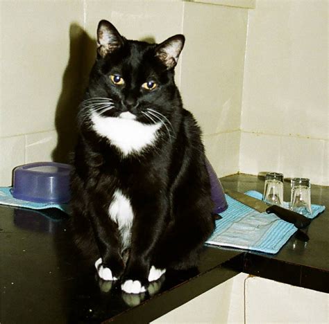 File:Tuxedo-Cat-Kitty-Ryan.JPG