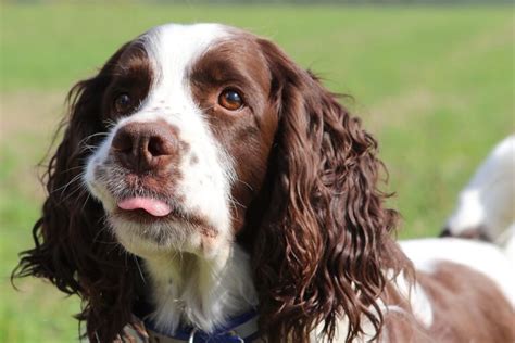 Best Springer Spaniel Haircut Ideas! (2024) - We Love Doodles