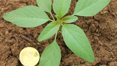 Waterhemp: biology and control – Field Crop News