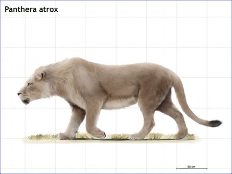 Panthera atrox (American lion) by cisiopurple on DeviantArt