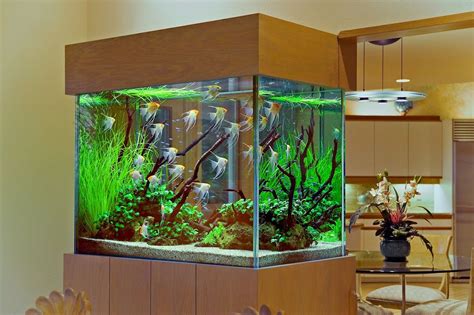 Test Title | Fish tank design, Aquarium, Aquarium design