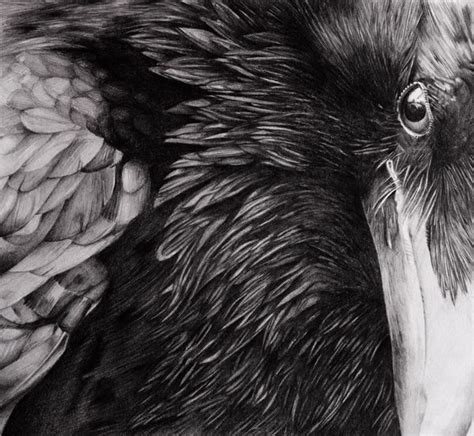 Raven - Pencil drawing Art Prints For Home, Wall Art Prints, Original ...