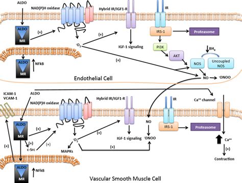 Effects of aldosterone in vascular signaling. Aldosterone activates...