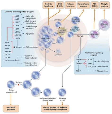 What Is Cell B Lymphoma - natural-resveratrol