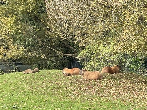 Baby capybaras! : r/capybara