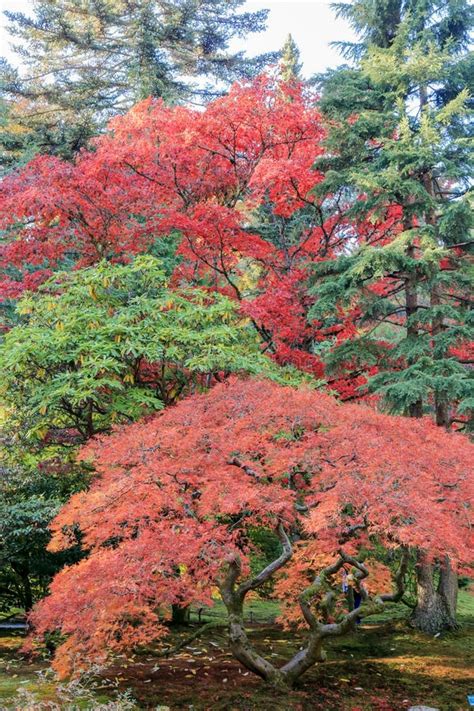 Full of Beautiful Fall Colors at Japanese Garden, Seattle Washington ...