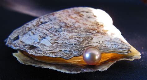 Clam with pearl Photography Contests, Photography Pictures, Pearl ...