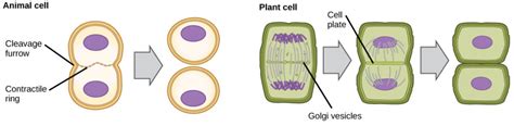 Cytokinesis/Biology for Majors i | Mark's Trackside