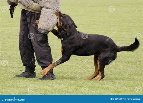 Rottweiler Police Dog In Action