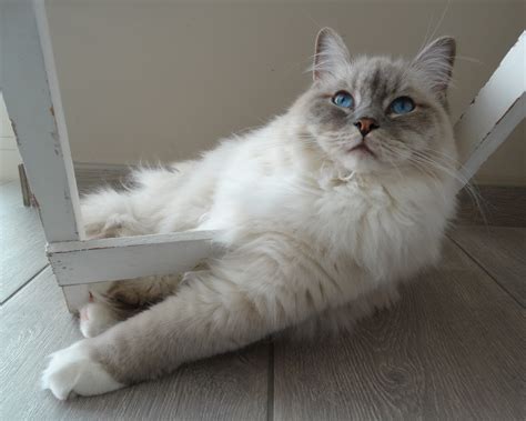 Free Images : pet, relax, whiskers, vertebrate, quiet, ragdoll, himalayan, persian, remote ...