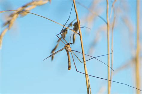 320+ Yellow Crane Fly Stock Photos, Pictures & Royalty-Free Images - iStock