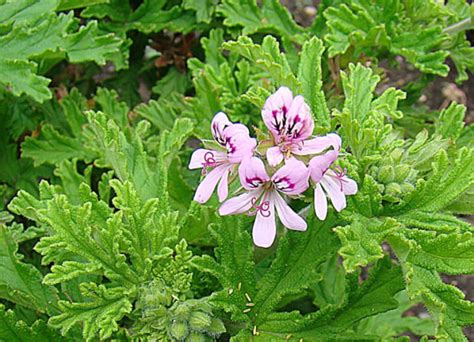 Citronella Plant Easy Guide: How to Grow the Mosquito Plant