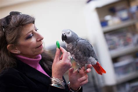 Harvard study shows parrots can pass classic test of intelligence — Harvard Gazette